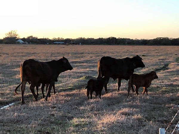 Bull and Females